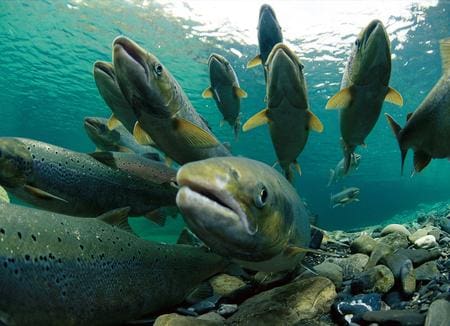 A group of fish swimming in the water.