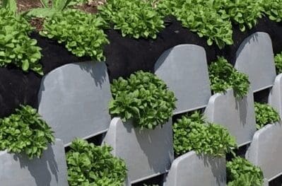 A close up of some chairs with plants growing on them
