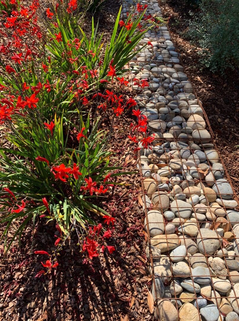 A red flower bush in the middle of some rocks.