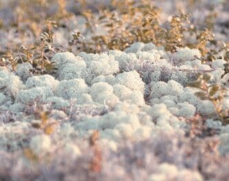 Reindeer-Moss-1